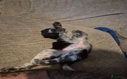 Sprocker dogs for sale: Sprocker - Image 2