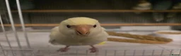 Parakeets birds for sale: Kakariki babies  - Advert 24