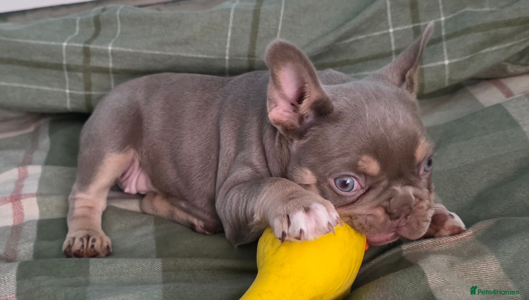 French Bulldog dogs Beautiful French bulldog girl  - Advert 12