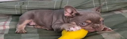 French Bulldog dogs for sale: Beautiful French bulldog girl  - Advert 1