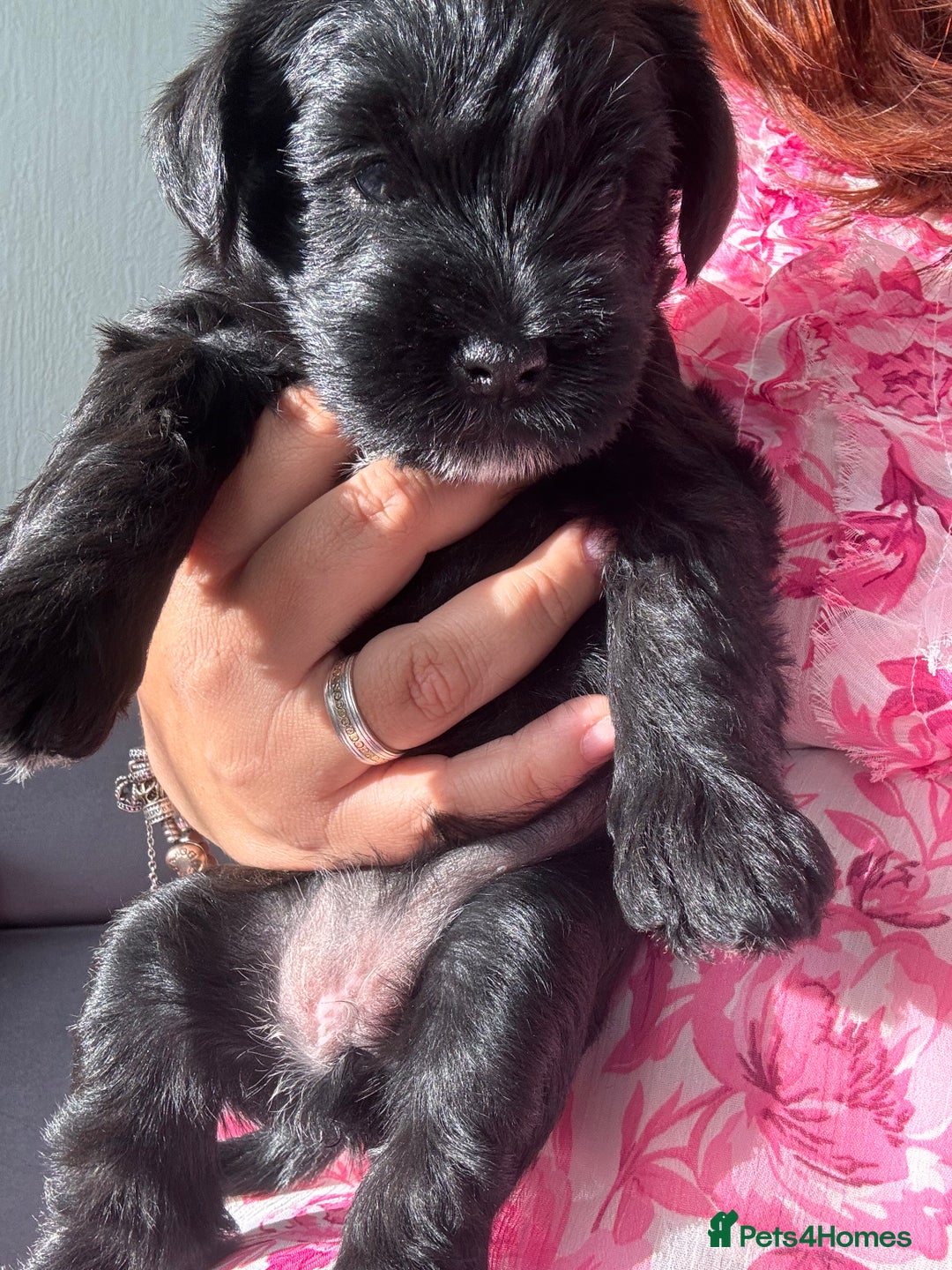 Mixed Breed dogs for sale: miniature schnauzer - Image 12