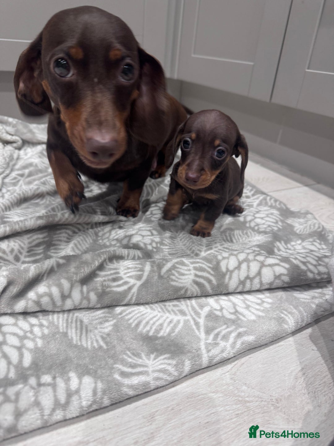 Miniature Dachshund dogs for sale: Stunning miniature sausage pups  - Advert 4