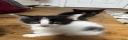 Norwegian Forest Cat cats for sale: mix norwegian kitten ready to go  - Advert 7