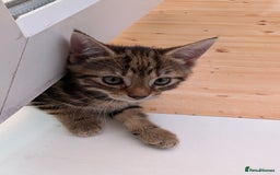 Mixed Breed cats for sale: Adorable kittens ready for new homes - Image 5