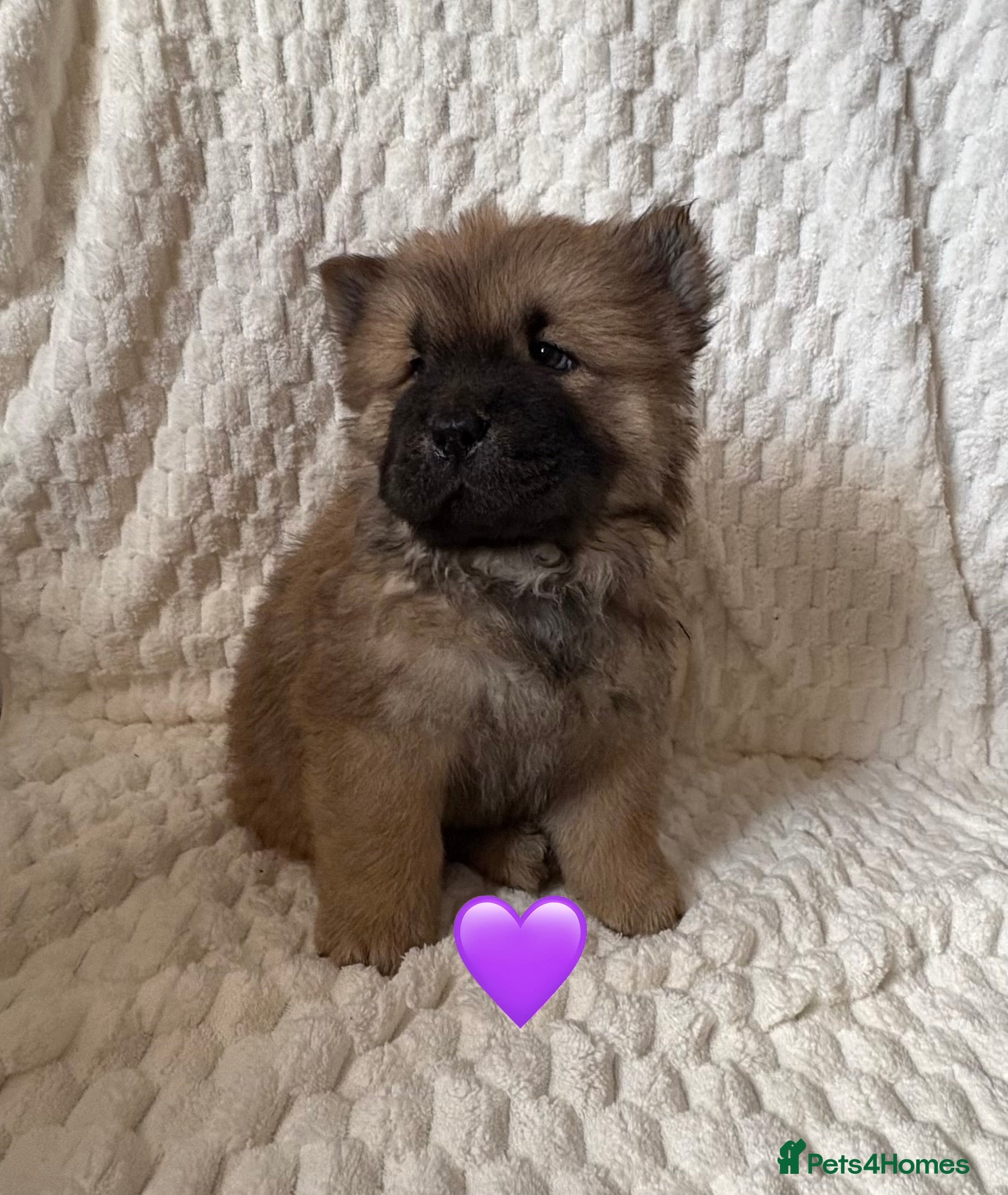 Chow Chow dogs 1 Stunning Chow Chow Puppy Left *READY NOW!* - Advert 5