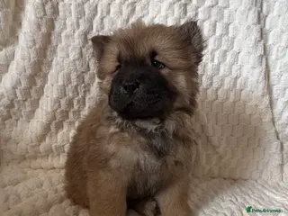 Chow Chow dogs 1 Stunning Chow Chow Puppy Left *READY NOW!* - Advert 5