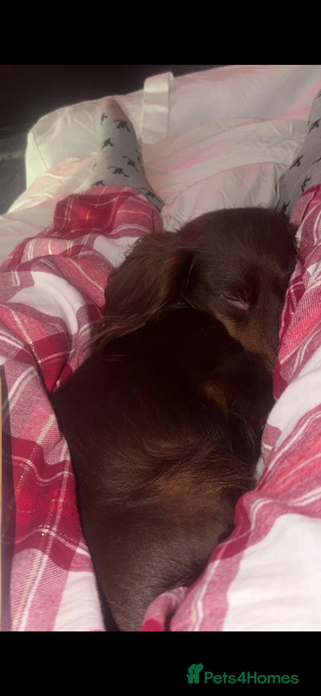 Miniature Dachshund dogs for sale: Beautiful cuddly girl available  in Wigton - Advert 2