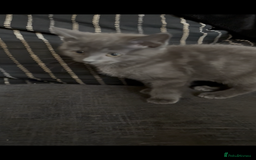 Nebelung cats for sale: Beautiful nebelung/ragdoll kittens  - Advert 7