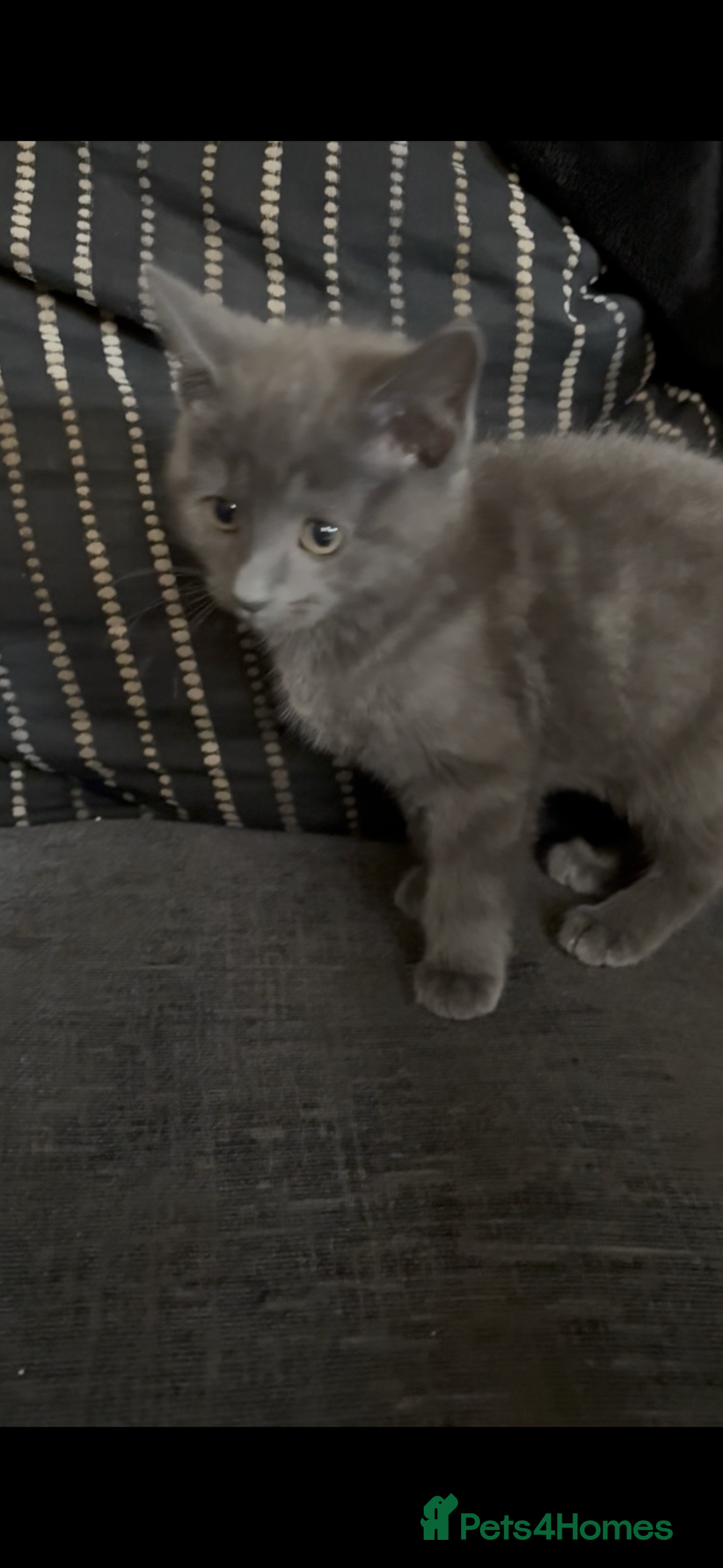 Nebelung cats for sale: Beautiful nebelung/ragdoll kittens  - Advert 7