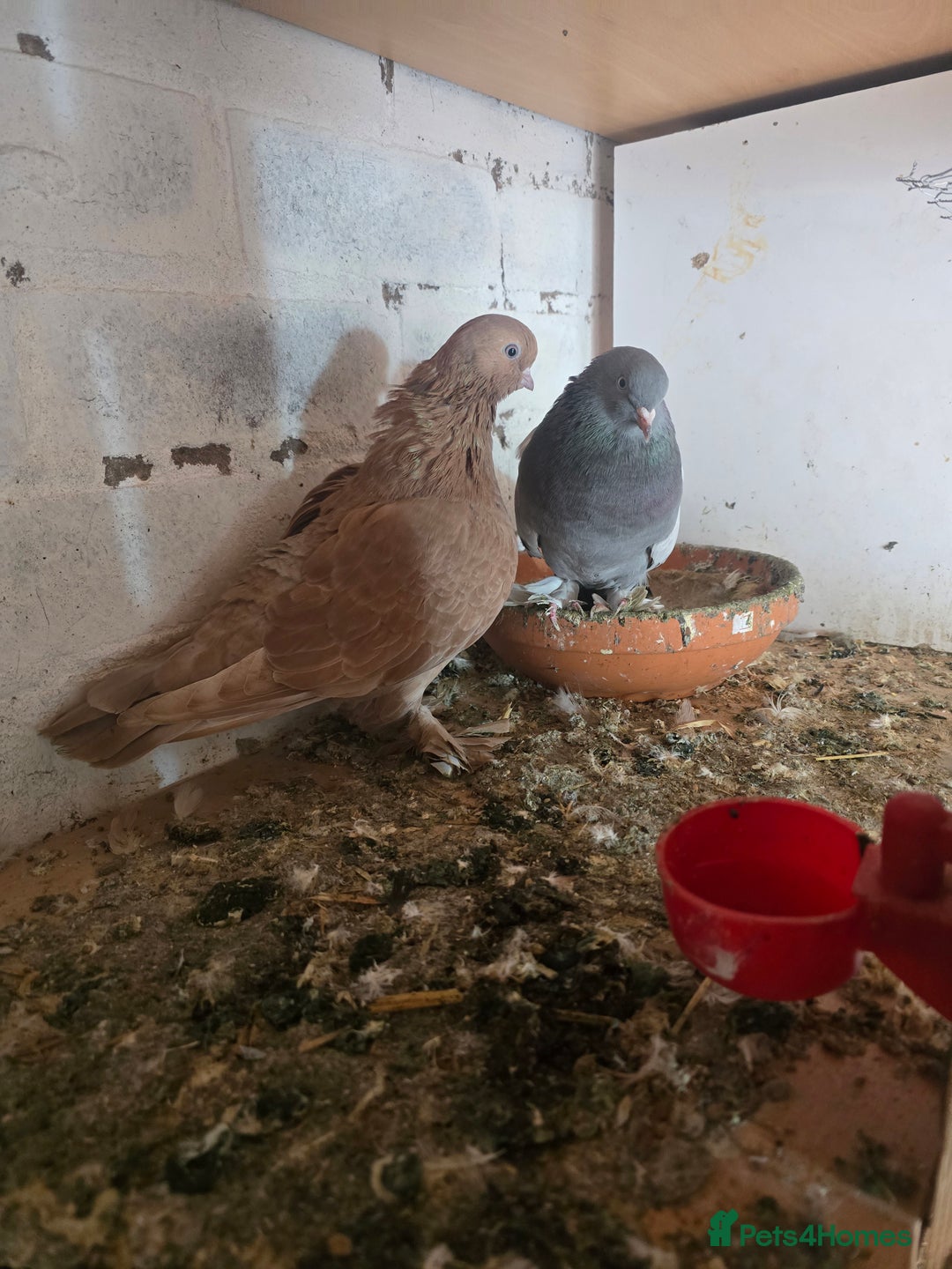 Doves birds for sale: Doves - Image 1