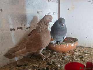 Doves birds - Advert 1