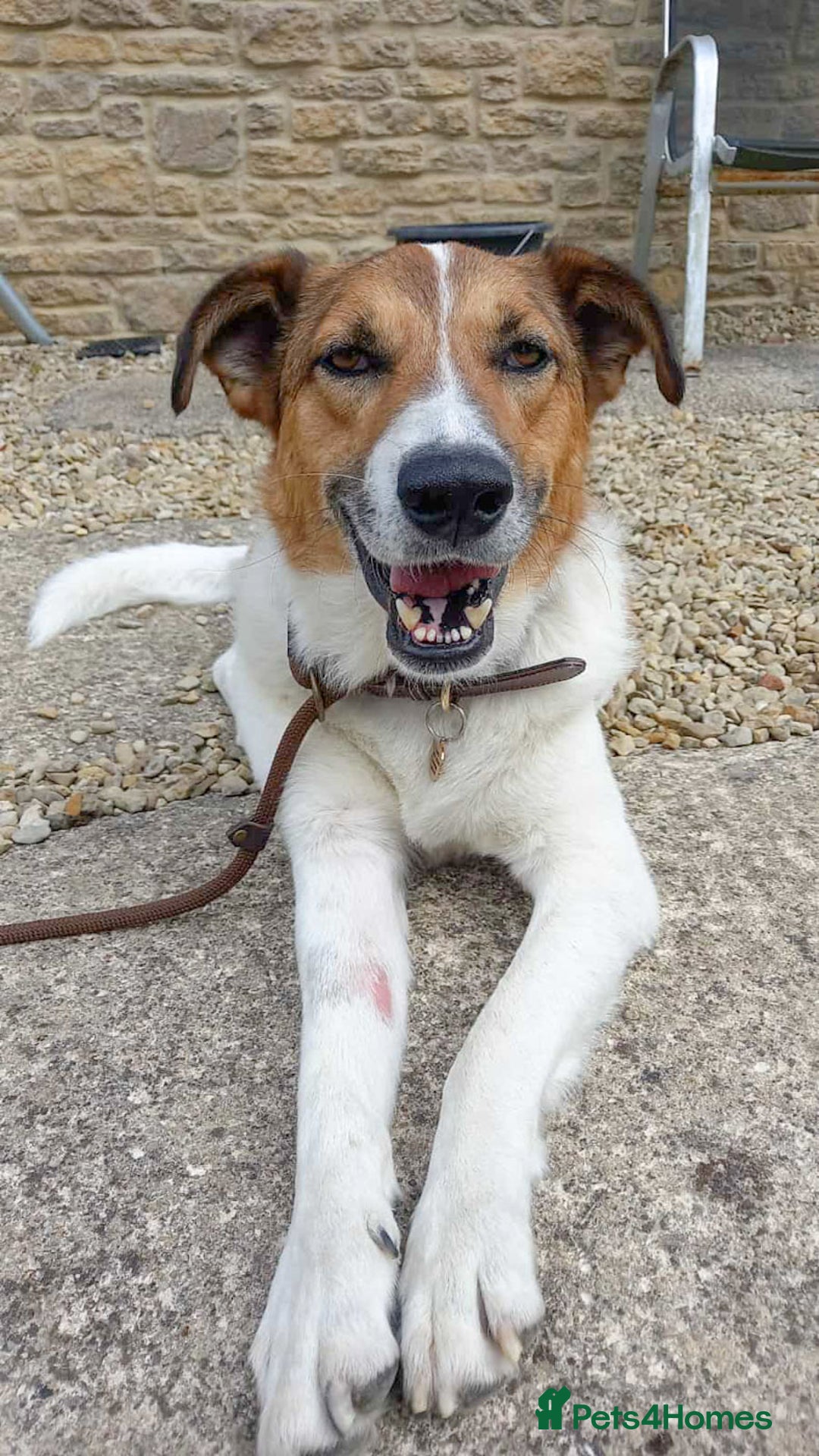 Mixed Breed dogs for adoption: MONTY - big, loving floofball! - Image 3