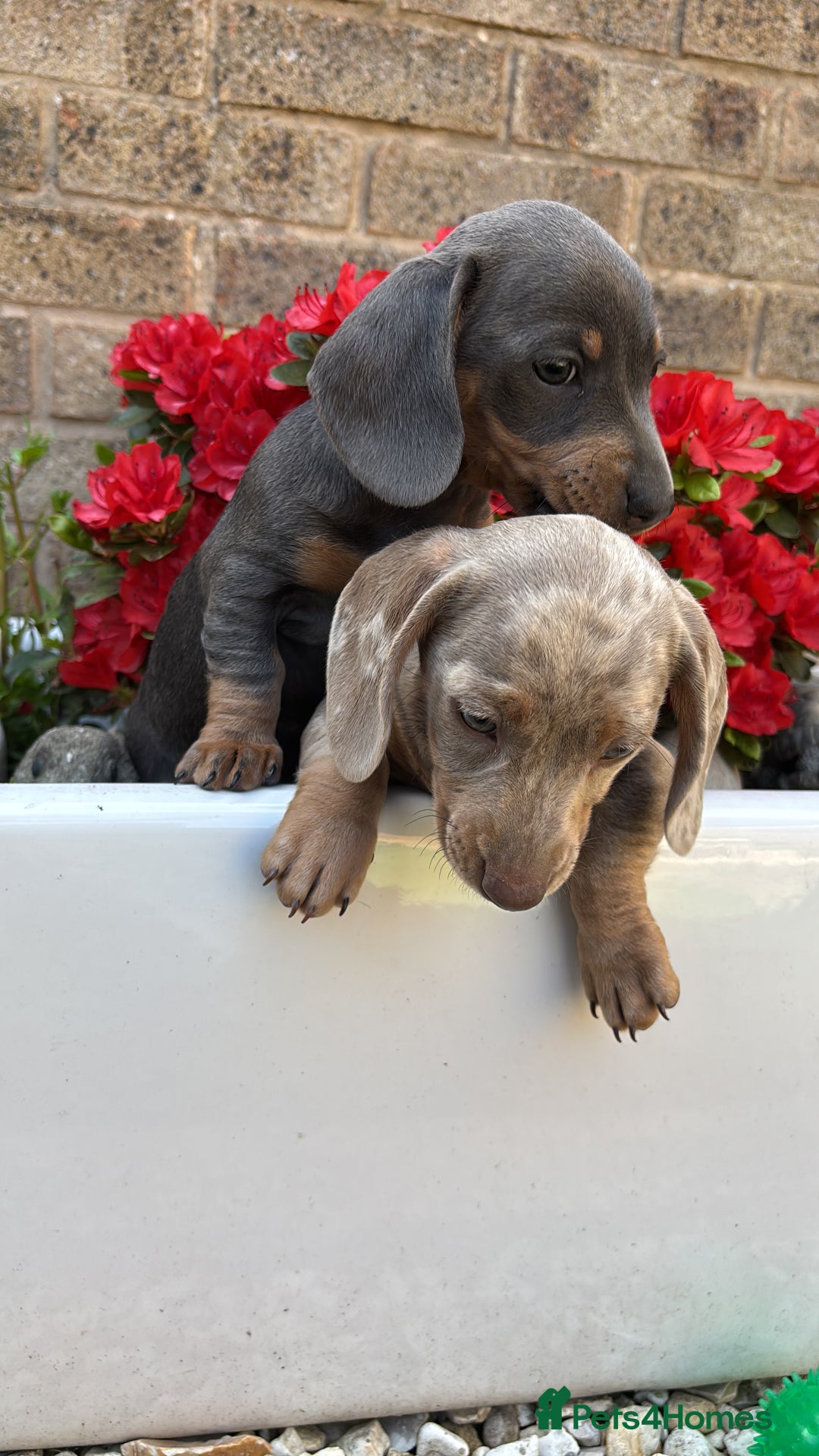 Miniature Dachshund dogs for stud: Kc Miniature chocolate daschund for stud  - Advert 11