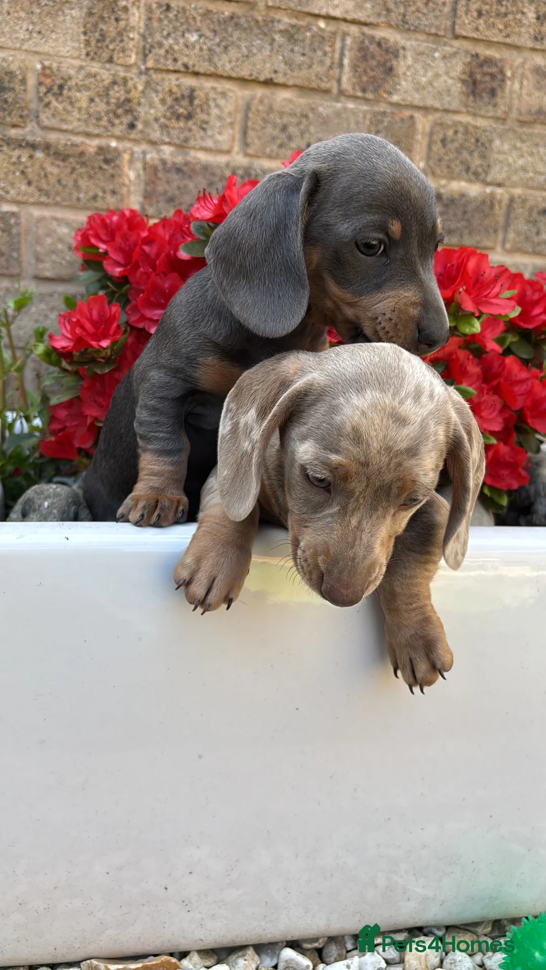 Miniature Dachshund dogs for stud: Kc Miniature chocolate daschund for stud  - Advert 11