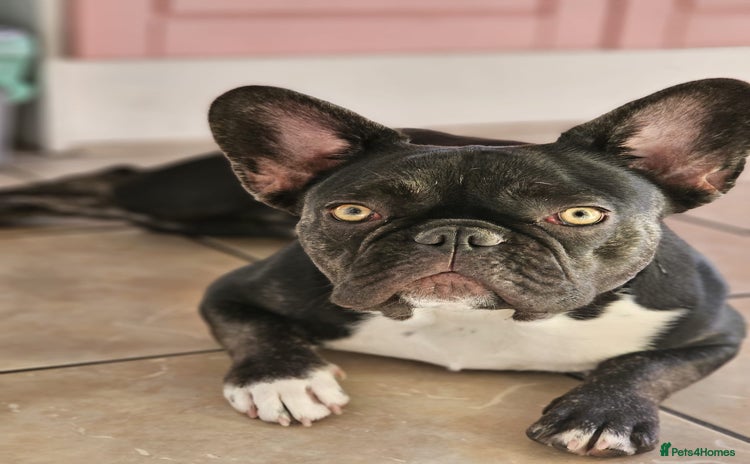 French Bulldog dogs in Saint Austell - Advert 3