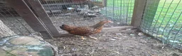Chickens poultry for sale: Bantam Laced Wyandotte Chickens in Wetherby - Advert 12