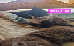 Maine Coon cats for sale: Gorgeous Half Maine Coon Boys and Girls  - Image 29
