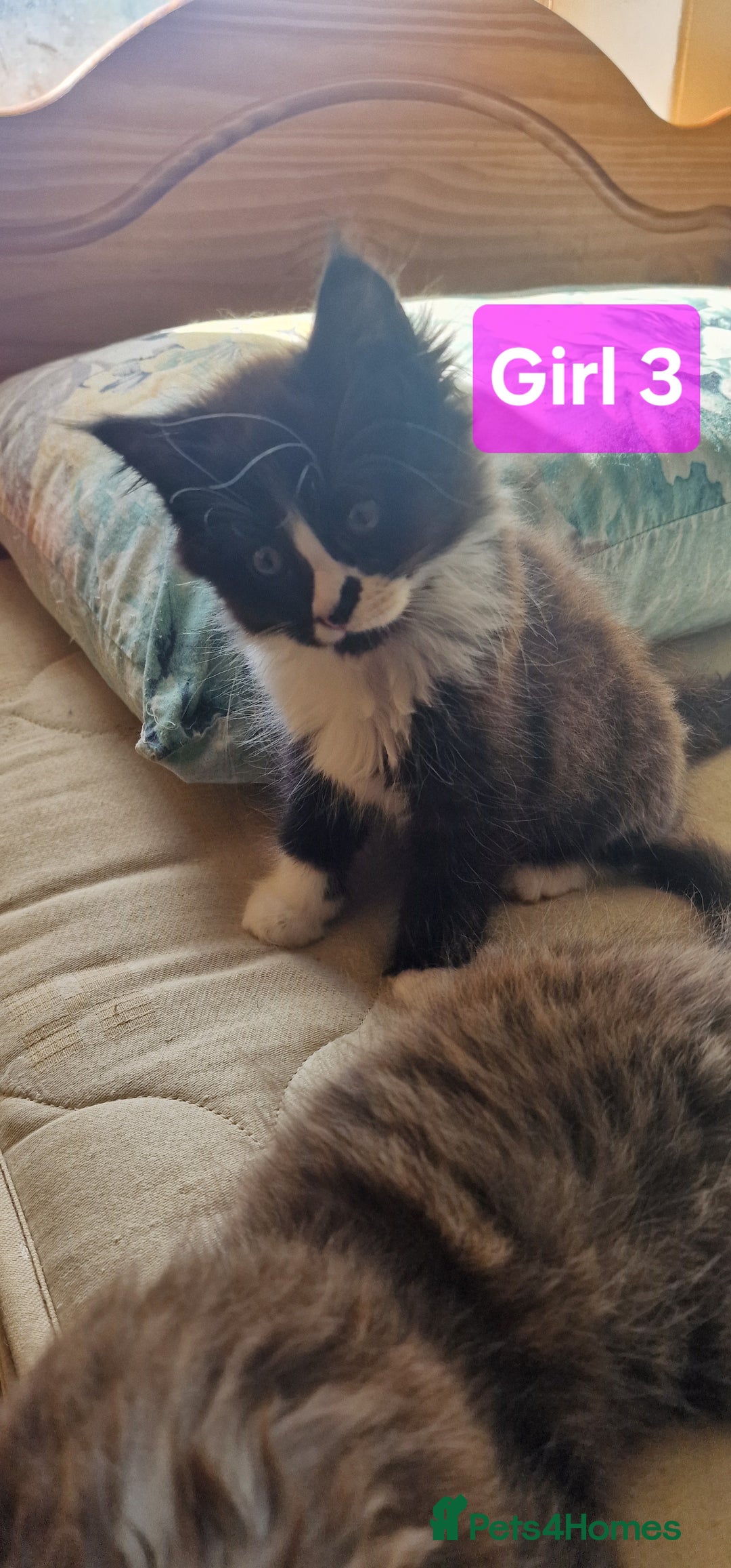 Maine Coon cats for sale: Gorgeous Half Maine Coon Boys and Girls  - Image 29