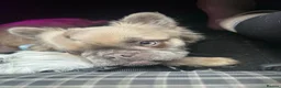 French Bulldog dogs for stud: Mufasa - Advert 2