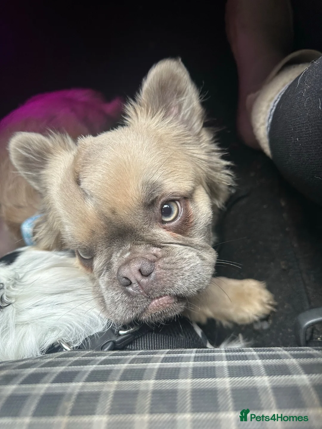 French Bulldog dogs for stud: Mufasa - Advert 2