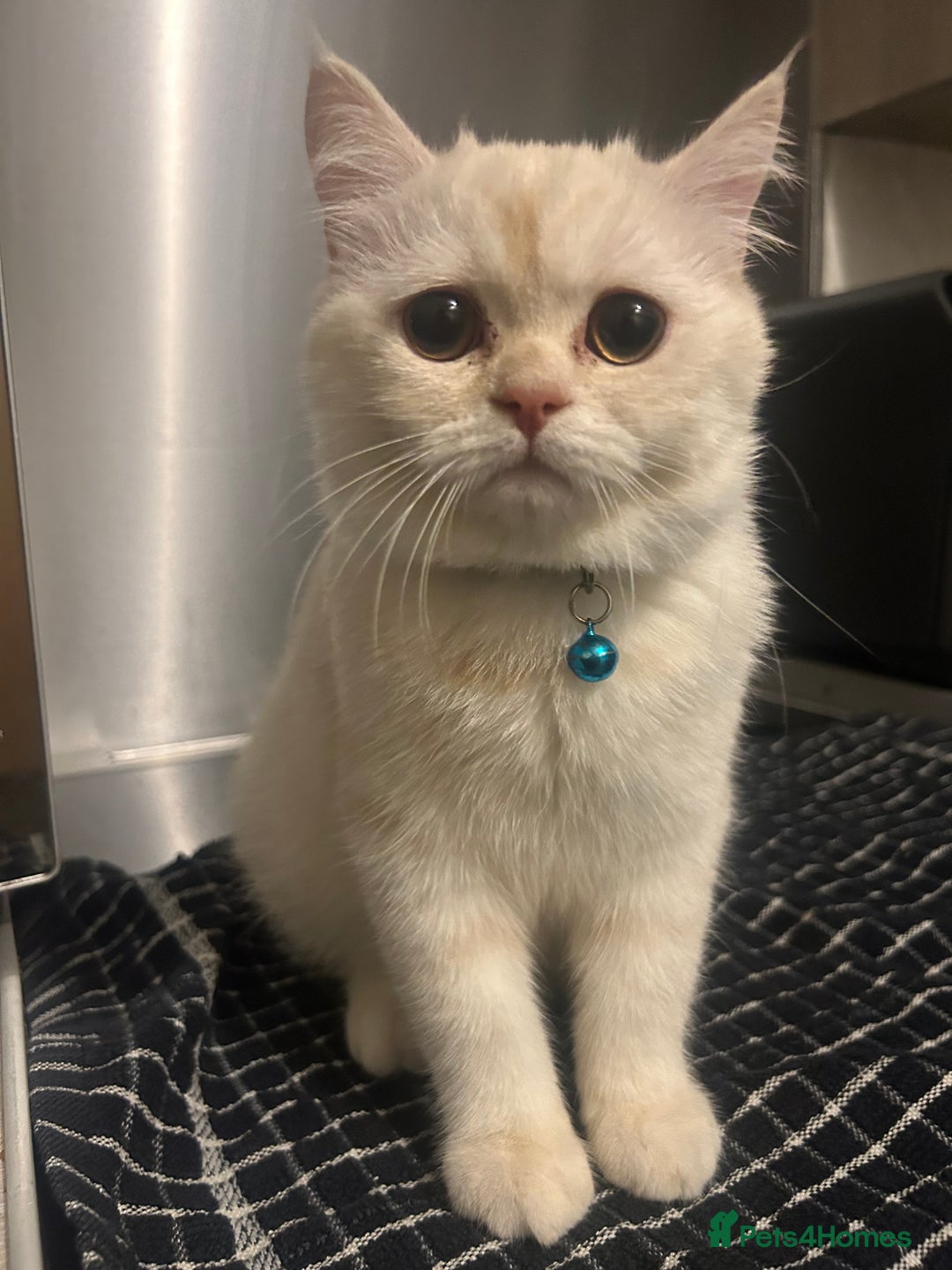 Persian cats for sale: Beautiful Persian for sale  - Advert 7