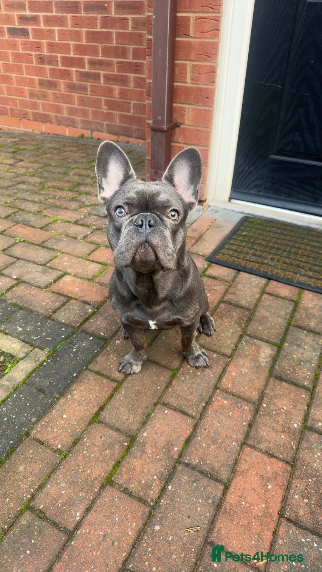 French Bulldog dogs for sale: 9 month old Frenchie looking for a new home - Advert 5