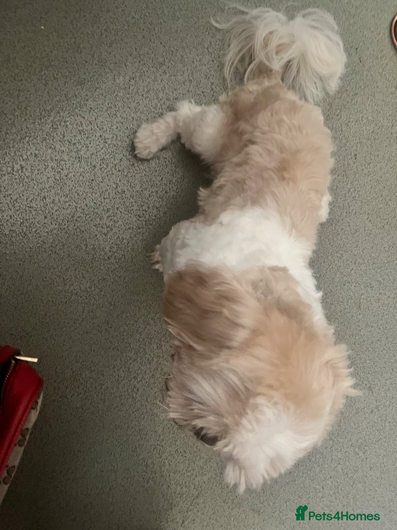 Shih Tzu dogs for sale: Louis needs a new home 😩 in London - Advert 7