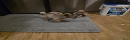 Mixed Breed dogs for sale: Jackawawas  - Advert 9