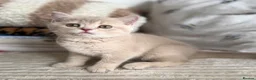 British Shorthair cats for sale: 👑 Exceptional BSH Cream Golden Tipped Girl 👑 - Advert 14