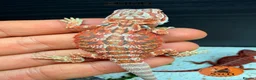 Bearded Dragon reptiles for sale: Stunning baby bearded dragons ready to go!  - Advert 10