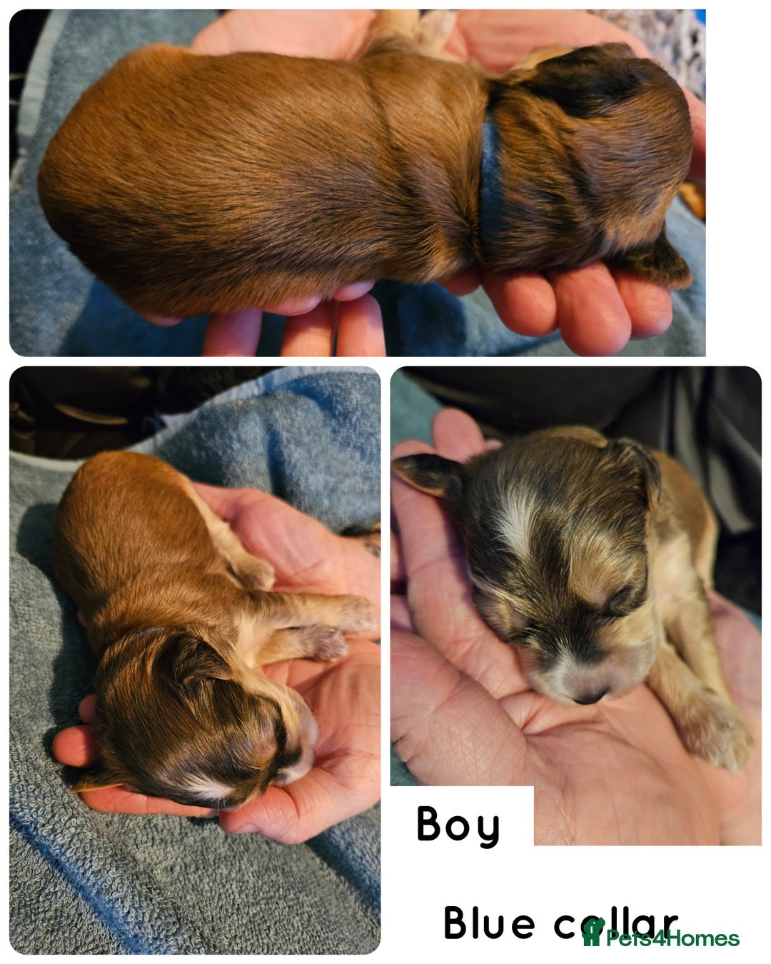 Cockapoo dogs for sale: F2 cockapoos - Advert 6