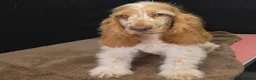 Cocker Spaniel dogs for sale: Exceptional True Show winning Champion Cockers. - Advert 1