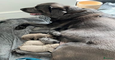 Labrador Retriever dogs - Advert 2