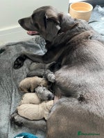 Labrador Retriever dogs - Advert 2