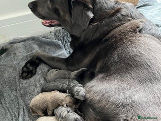 Labrador Retriever dogs - Advert 2