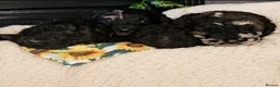 Labradoodle dogs for sale: Exceptional F2B MIDI Teddybear Labradoodles - Advert 6