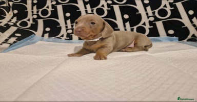 Dachshund dogs - Advert 10