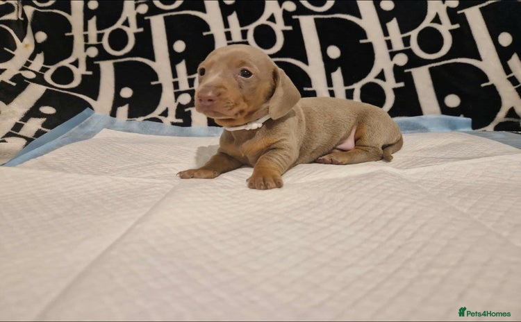 Dachshund dogs - Advert 1