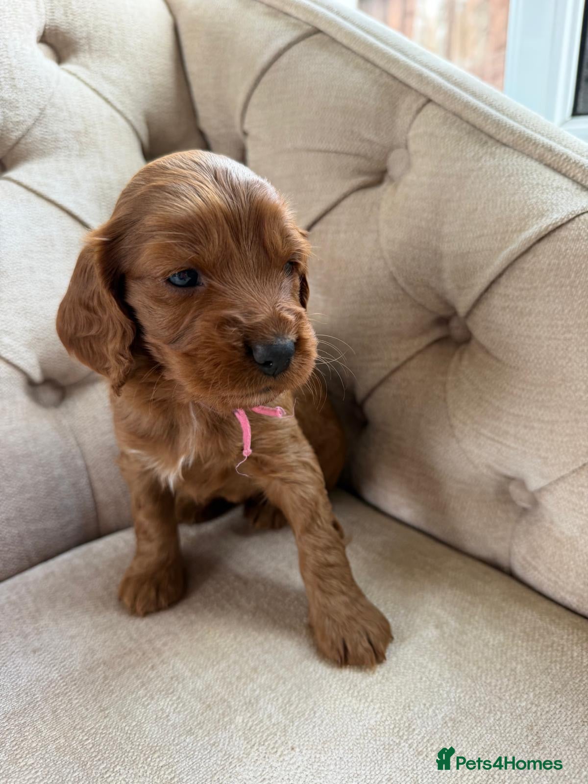 Cockapoo dogs ⭐ F1b cockapoo puppies - Advert 2