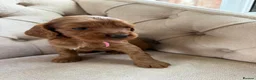 Cockapoo dogs for sale: ⭐ F1b cockapoo puppies - Advert 2