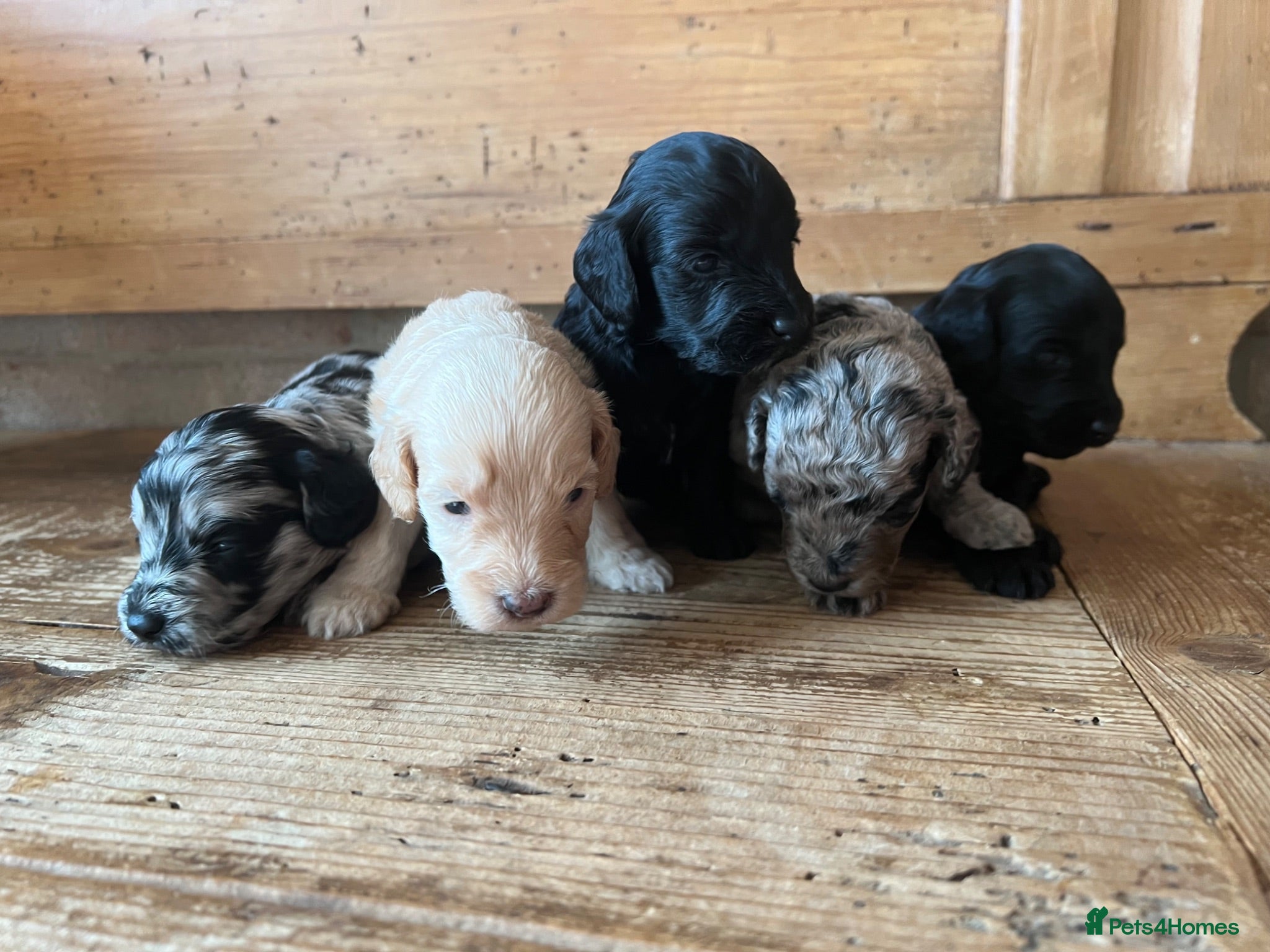 Cockapoo dogs Cockapoo puppies F1b - Advert 6