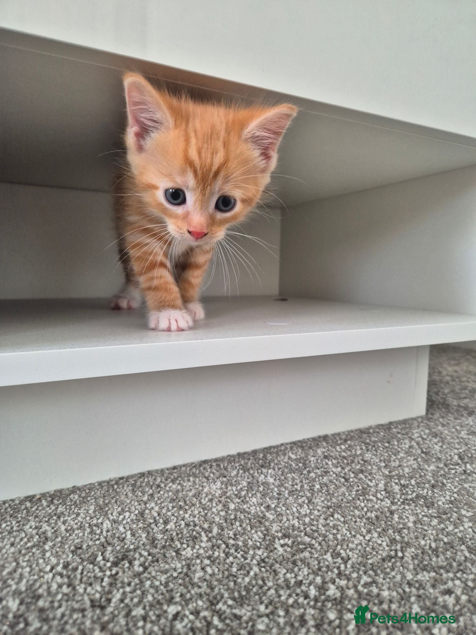 Mixed Breed cats Beautiful ginger kittens  🐾 - Advert 18