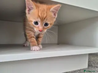 Mixed Breed cats Beautiful ginger kittens 🐾 - Advert 18