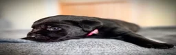 Labrador Retriever dogs for sale: KC Registered Labradors  - Advert 12