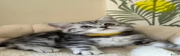 British Shorthair cats for sale:  Black silver tabby British shorthair kittens  - Advert 10