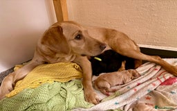 Mixed Breed dogs for sale: Labrador puppies  - Image 4