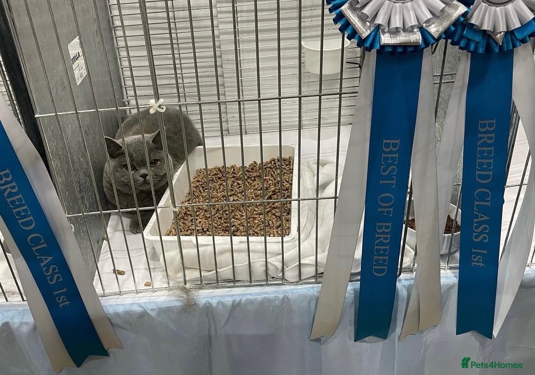 British Shorthair cats for stud: Champion Blue Boy, Kotoffski Lines FOR STUD - Advert 7