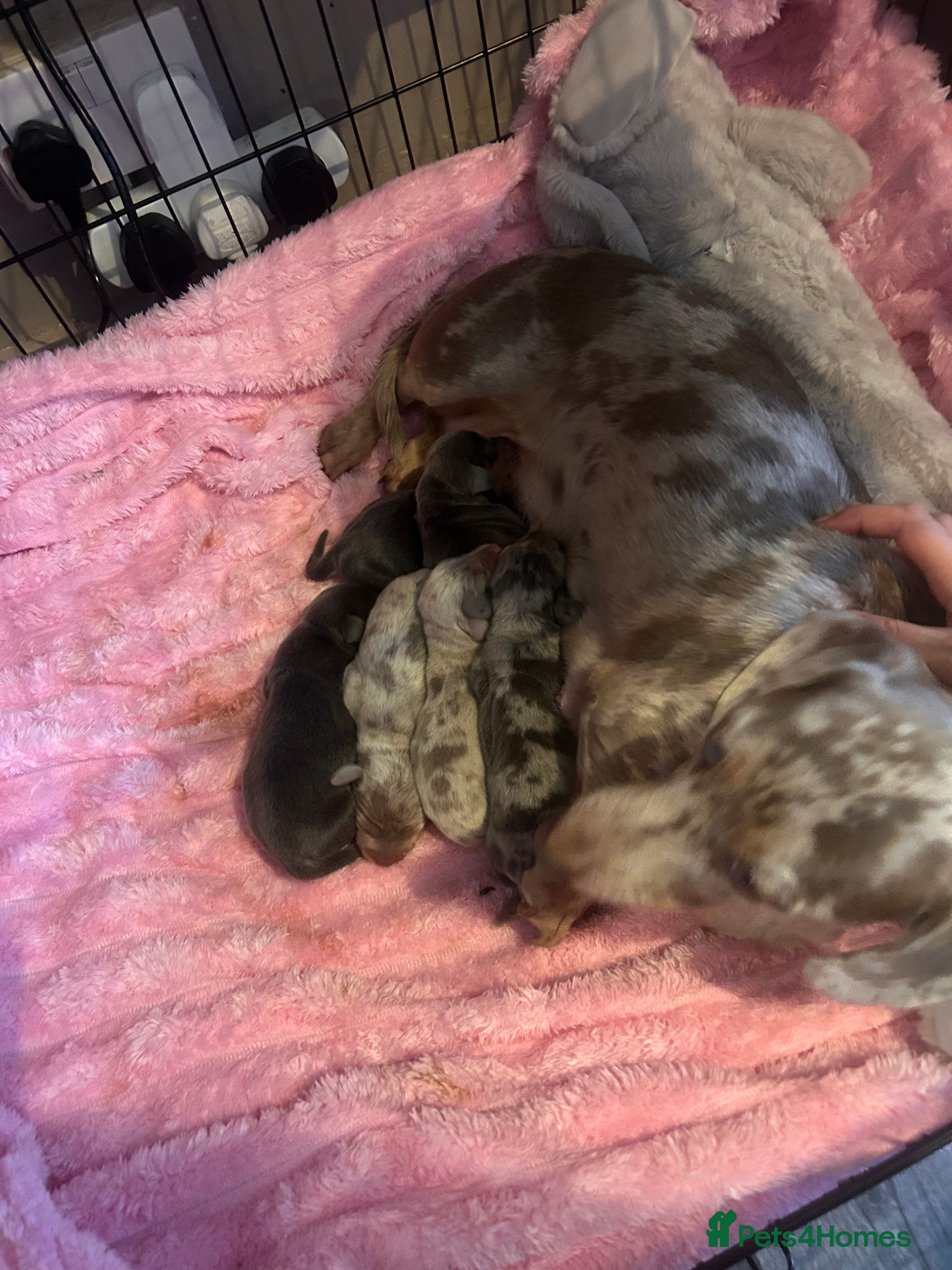 Miniature Dachshund dogs 💜KC REG Dapple Blue Tan Miniature dachshund 💙💜 - Advert 17