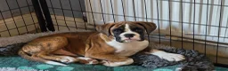 Boxer dogs for sale: Stunning Red Brindle/white Male Puppy - Advert 14