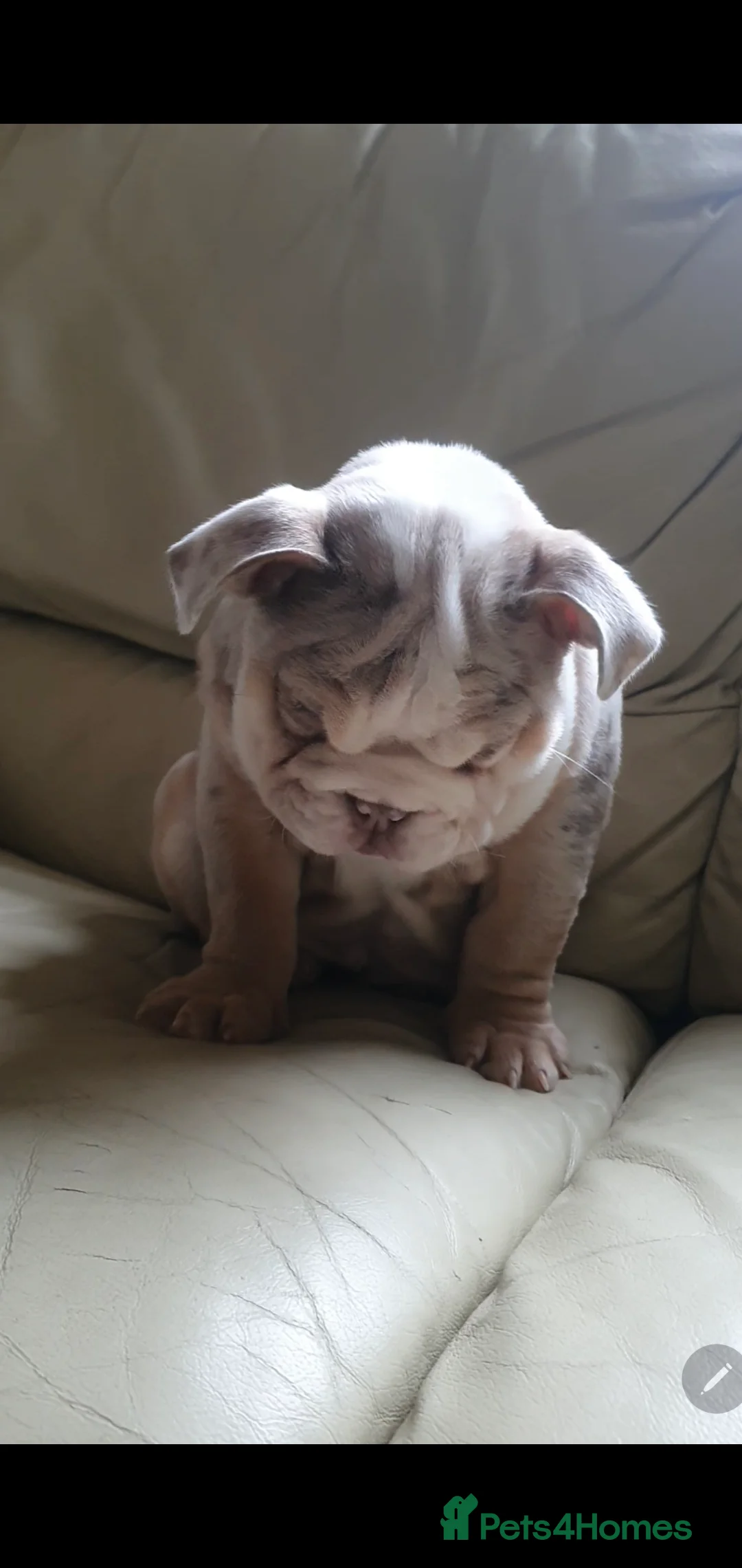 English Bulldog dogs for sale: Lovely lilac and tan Merle girl - Advert 10